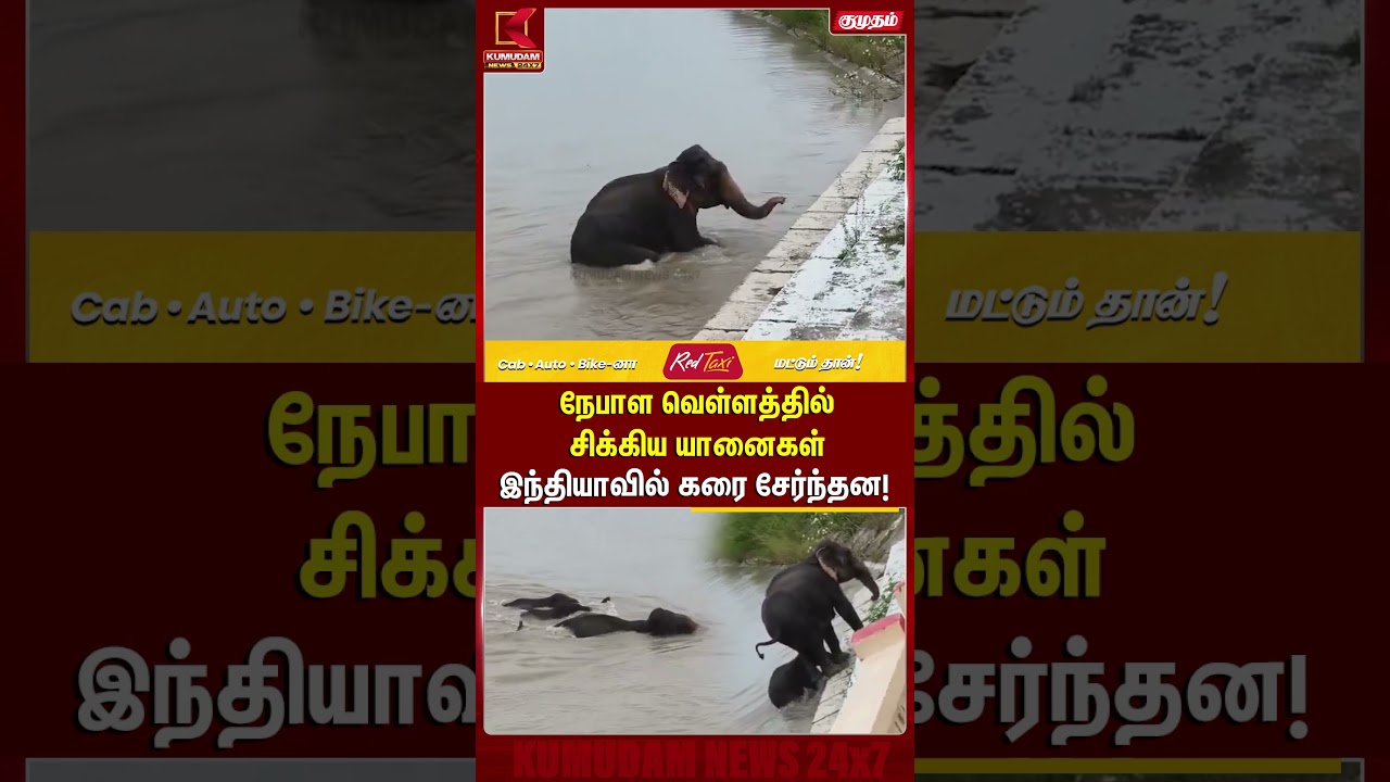 நேபாள வெள்ளத்தில் சிக்கிய யானைகள் இந்தியாவில் கரை சேர்ந்தன! | Nepal Floods | Elephants |Kumudam News
