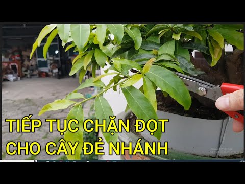 🔴 QBS23422 - CÁCH CHẶN ĐỌT CHO CÂY MAI VÀNG | THỜI ĐIỂM CHẶN ĐỌT CHO CÂY MAI VÀNG MIỀN BẮC | HOA MAI