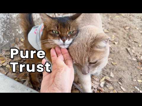 Summer's Feral Friend Loves Her - Can His Trust Ever Include Her Human?