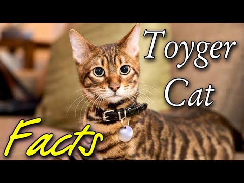 TOYGER - IS IT A HOME TIGER ??? Some facts about toyger cats. Toyger cat home. Animals
