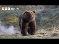 Inside The World Of Bears BBC Earth