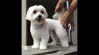 Maltese Grooming (Pet clip)