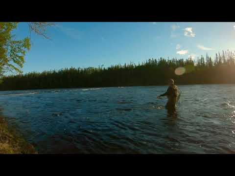 Early season Atlantic Salmon release