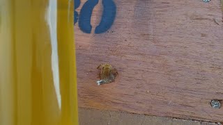 Miniatura do vídeo