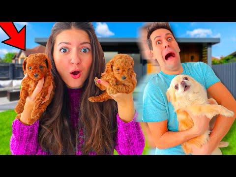 IL NOSTRO CAGNOLINO RAY INCONTRA I CUCCIOLI APPENA NATI!! *Hanno Litigato*