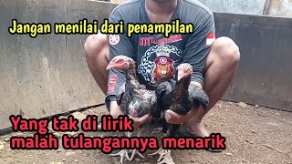 Download lagu TIPS FOR CHOOSING CHICKENS WITH THICK BONES ][📍FEW PEOPLE KNOW 📍 mp3