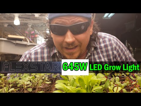 How To Grow Rosemary From Cuttings Two Ways BOTH Easy