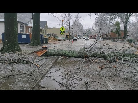 Tree across Cooper Street in Cooper-Young in midtown Memphis