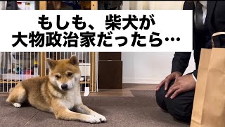 もしも、柴犬とん君が大物政治家だったら… #柴犬　#柴犬とん