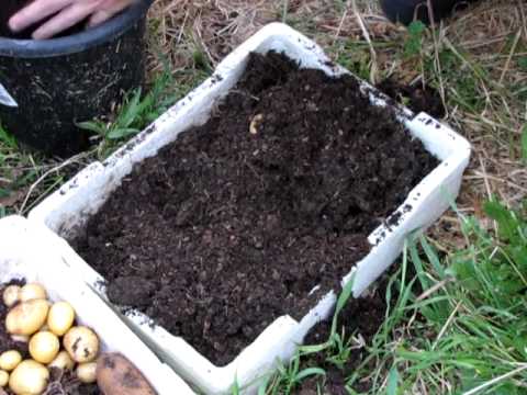 , title : 'Growing Potatoes in Buckets גידול תפוחי אדמה בדליים'