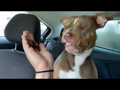 Les chiens de type Pitbull ne sont pas ce que vous pensez - celui-ci vous le prouvera ! chien le plus drôle 2025