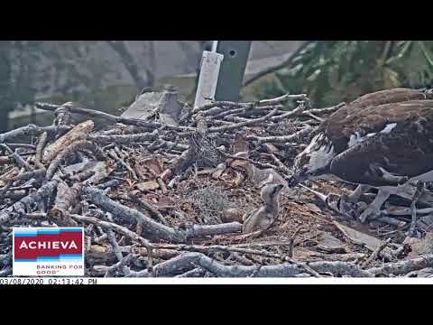 Afternoon feeding, 3/8/20 - Achieva osprey nest