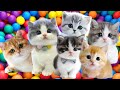 ANAK KUCING MEONG MEONG Lagu Anak Anak Lagu Anak Indonesia Populer Si Meong Kucing Lucu