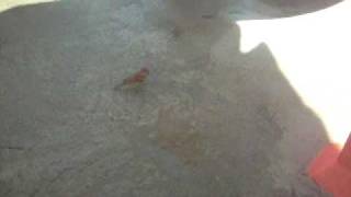 Interlude 2 (Mary Gauthier)   volta de ubatuba 017.AVI