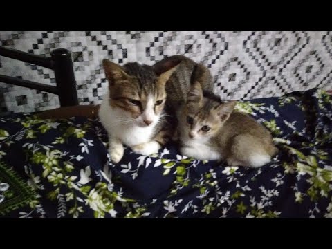 Happy Plants 🌿🌱 & Cats 🐈@Shravani Shetye 🍉