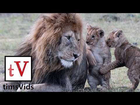 Compilation de lionceaux mignons et drôles (images originales !)