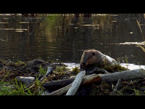 Uno dei migliori ingegneri della natura costruisce una fortezza impenetrabile