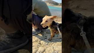CAYO LOVES TO FEEL THE WIND IN HIS FACE 🌊 🌬
