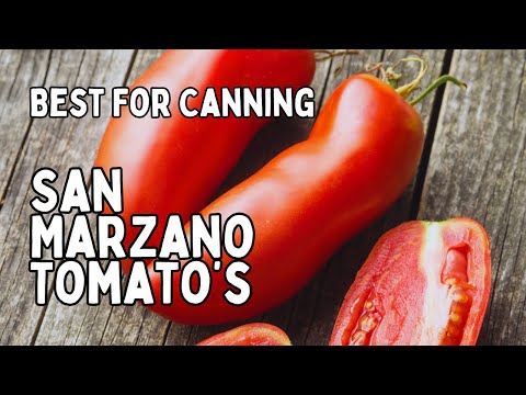 SAN MARZANO Tomatoes: How to Grow The BEST Tomatoes (For Canning & Paste)