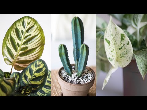 Misstagen de flesta växtälskare gör i början