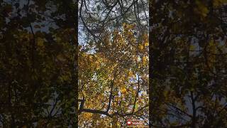 🍁🍂Season ✨#fallseason#autumn#punjab#shortsvideo#viral