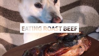 Dog Eating Roast Beef [Sound Dogs Love]