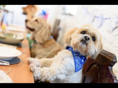 Go Native dog food with Organic Irish Salmon