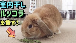 室内干しで乾燥ルッコラ作って垂れ耳うさぎにあげてみた！【bunny eat rucola】