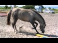 Angry Horse