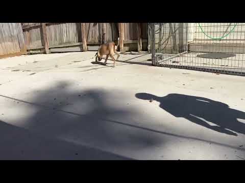 Spice, an adoptable Hound Mix in LOXAHATCHEE, FL_image-1