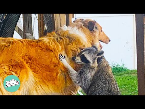 This Racoon Has A Dog As His Bro | Cuddle Buddies