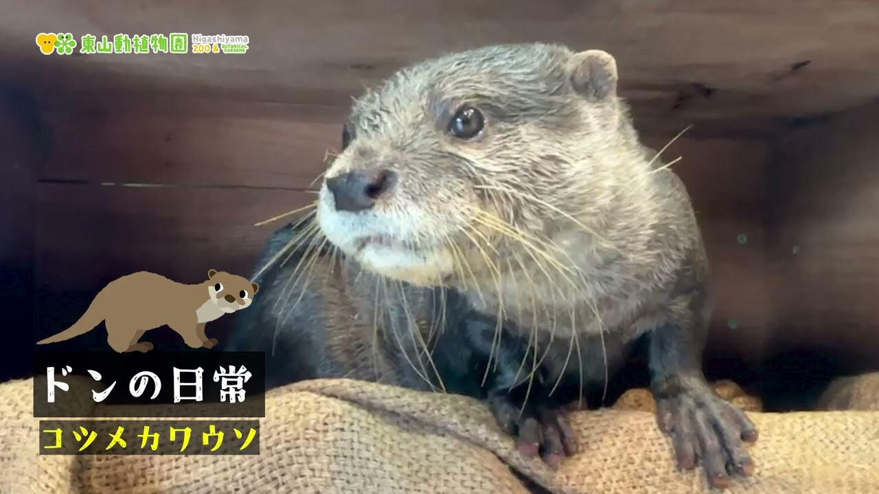 【東山動植物園公式】ドンの日常《 コツメカワウソ　カワウソ 》