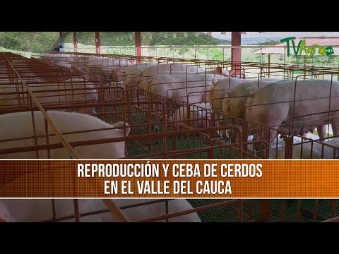 , title : 'Caracteristicas Reproduccion y Ceba de Cerdos - TvAgro por Juan Gonzalo Angel'