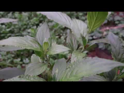 Tshuaj ntsuab tshuaj zoo mob laug zoo ua qoob zwm hauv cev 9/4/2020