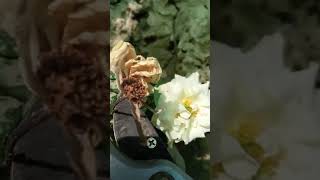 طريقة قطف الورد بالشكل الصحيح