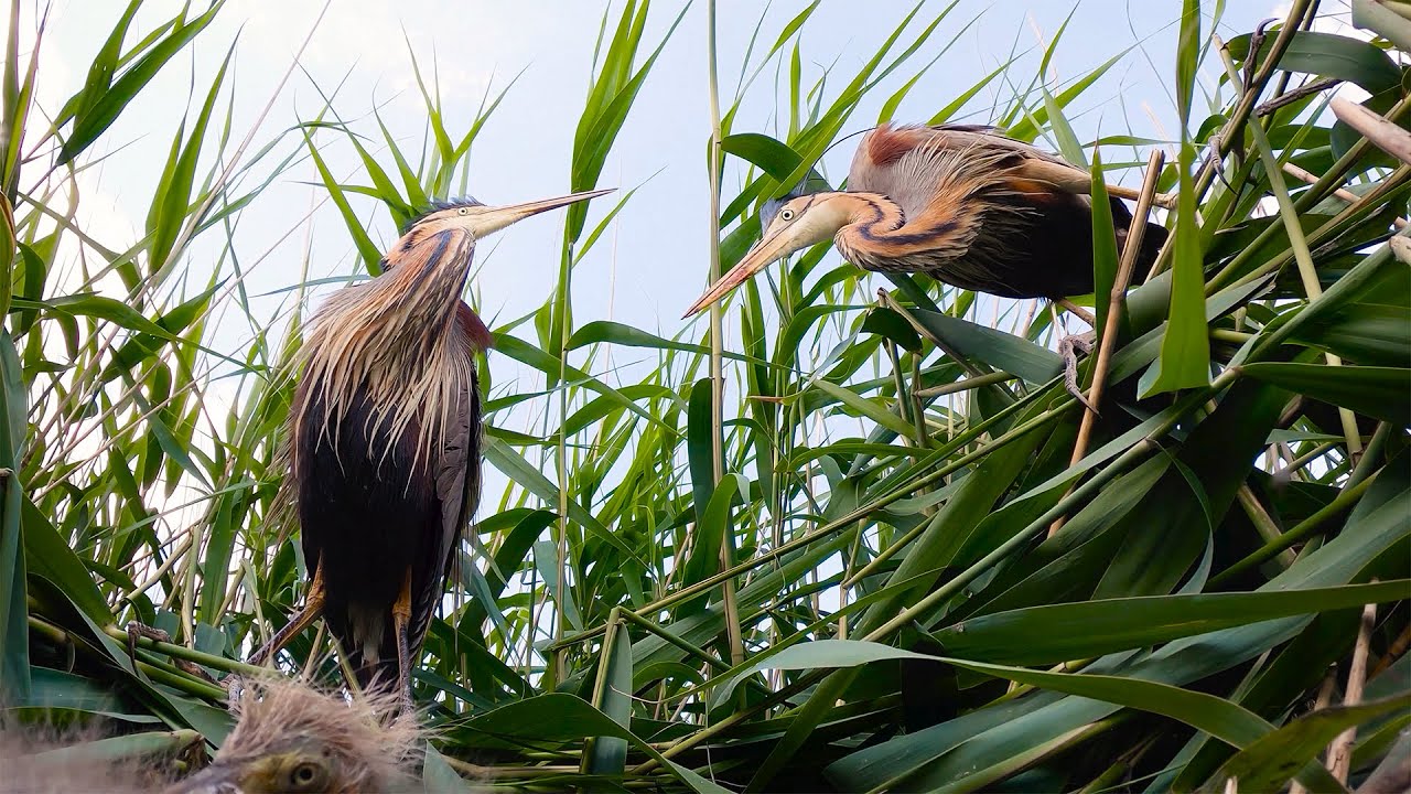 REJTETT VILÁG: A VADVIZEK TÖRTÉNETE | Természetfilm előzetes, 2023