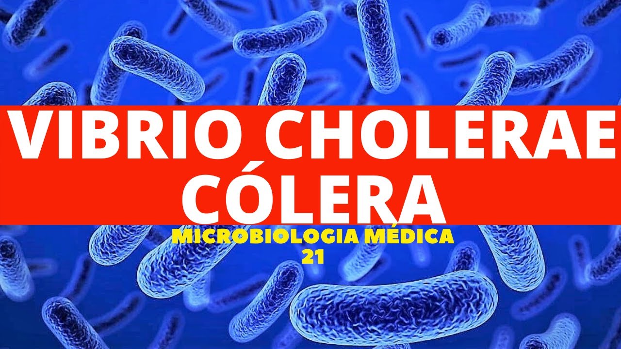 VIBRIO CHOLERAE (CÓLERA) - MICROBIOLOGIA MÉDICA 21