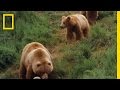 Mom Grizzly Teaches Her Cubs (Cute)