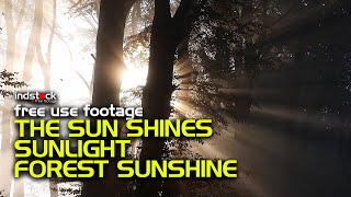 Download lagu indstock free footage nocopyright-Forest Sunshine-The Sunshines-Matahari Bersinar-FullHD Video mp3 Download lagu indstock free footage nocopyright-Forest Sunshine-The Sunshines-Matahari Bersinar-FullHD Video mp3