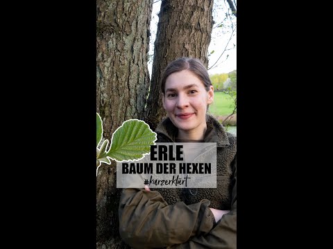 Erle | Baum der Hexen #wald #short