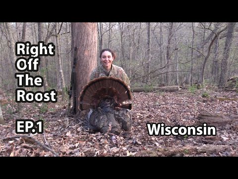 Right Off The Roost!!! - Turkey Hunting Wisconsin Period C
