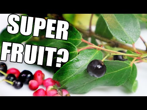 Maqui : The Super Fruit from Chile (Chilean wineberry) - Weird Fruit Explorer