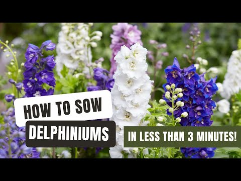 Sowing Dazzling Delphiniums From Seed