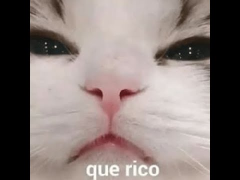 Hola juan carlos mix con michi