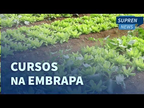 Embrapa oferece mais de 70 cursos online e gratuitos sobre agricultura