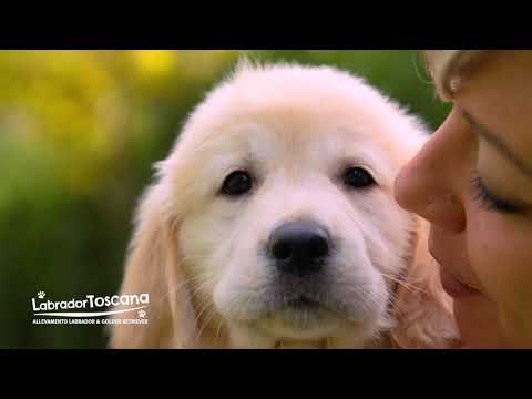 Labrador Toscana - Allevamento Labrador e Golden Retriever
