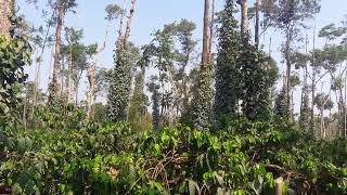 preview picture of video 'Coffee plantation near Mudigere, Karnataka, India | Coffee'
