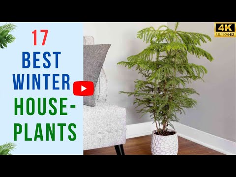 17 Best Houseplants To Brighten Your Home Through The Winter