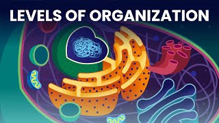 The Building Blocks of Biology: Level of Organization