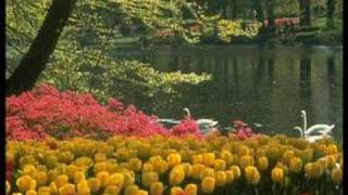 çiçekler yetirdim (sarma doktor ) kiya mehmet akca